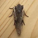 Gray Swordgrass - Hodges#9876 - photo 5