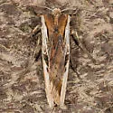 Dot-and-Dash Swordgrass - Hodges#9874