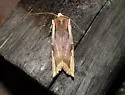 Dot-and-Dash Swordgrass - Hodges#9874 - photo 4
