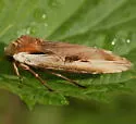 Dot-and-Dash Swordgrass - Hodges#9874 - photo 5