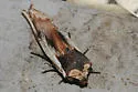 American Swordgrass Moth - Hodges#9873