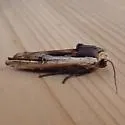 American Swordgrass Moth - Hodges#9873 - photo 5
