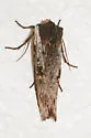Xylena thoracica - Hodges#9875