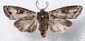 Xylena thoracica - Hodges#9875 - photo 4
