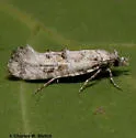 Xylesthia albicans - Hodges#0316