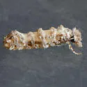 Xylesthia albicans - Hodges#0316 - photo 2