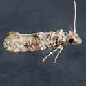 Xylesthia albicans - Hodges#0316 - photo 3
