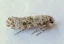 Xylesthia albicans - Hodges#0316 - photo 4