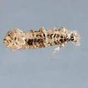 Xylesthia albicans - Hodges#0316 - photo 5