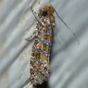 Xylesthia new species - Hodges#0317.96 - Xylesthia n-sp
