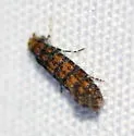 Xylesthia new species - Hodges#0317.96 - photo 2