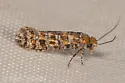 Xylesthia new species - Hodges#0317.96 - photo 4