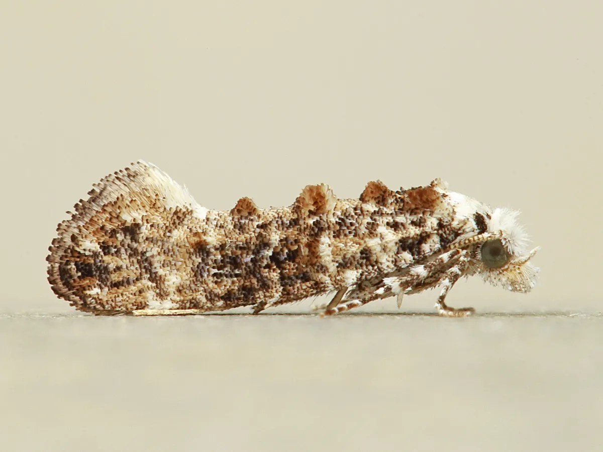 Clemens' Bark Moth - photo 3