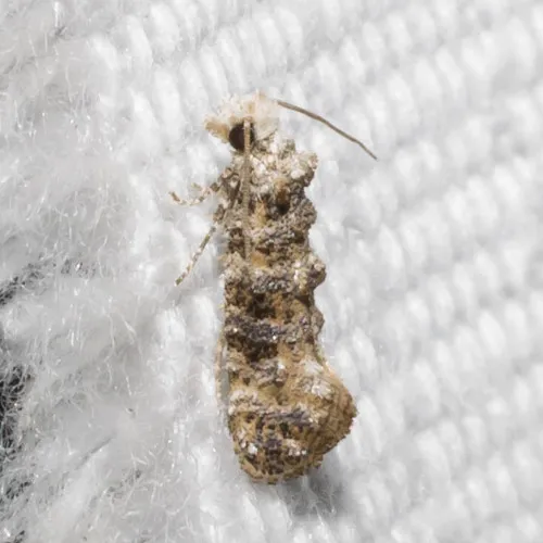 Clemens' Bark Moth - photo 5