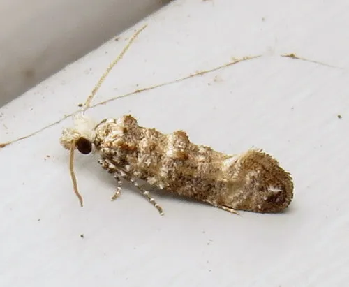 Clemens' Bark Moth - photo 6