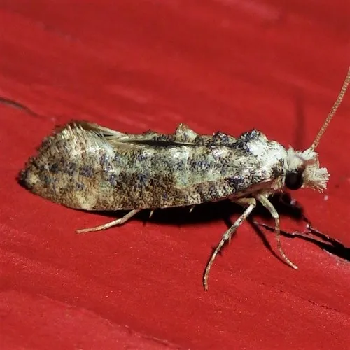 Clemens' Bark Moth - photo 7