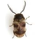 Xyletinus fasciatus