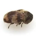 Xyletinus fasciatus - photo 2