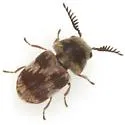 Xyletinus fasciatus - photo 3