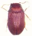 Xyletinus fucatus
