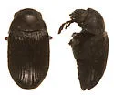 Xyletinus lugubris