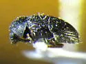 Xyletinus lugubris - photo 3