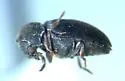 Xyletinus lugubris - photo 4