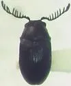 Xyletinus lugubris - photo 5