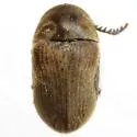 Xyletinus pubescens - Xyletinus pubescens