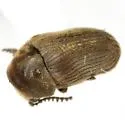 Xyletinus pubescens - photo 2