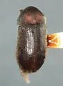 Xyletomerus histricus
