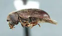 Xyletomerus histricus - photo 2