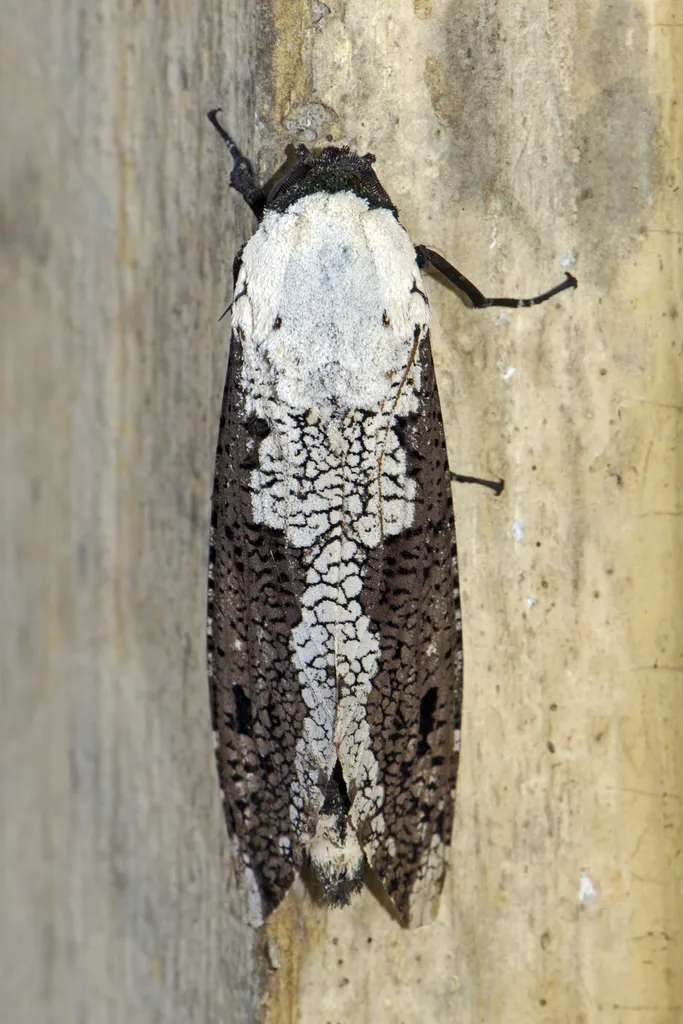 Xyleutes persona - photo 2