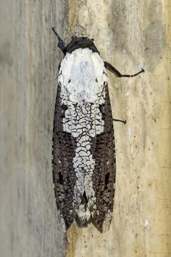 Xyleutes persona - photo 4