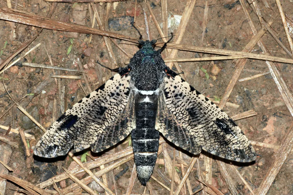 Xyleutes strix - photo 2
