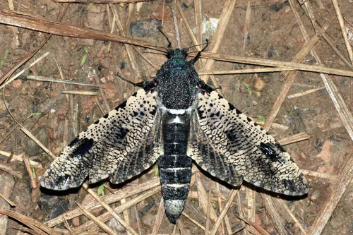 Xyleutes strix - photo 4