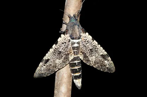 Xyleutes strix - photo 7