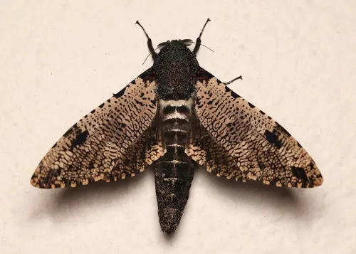 Xyleutes strix - photo 8