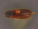 Xylita laevigata