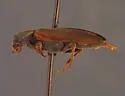 Xylita laevigata - photo 2