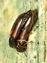 Xylita laevigata - photo 3