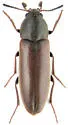 Xylita laevigata - photo 4