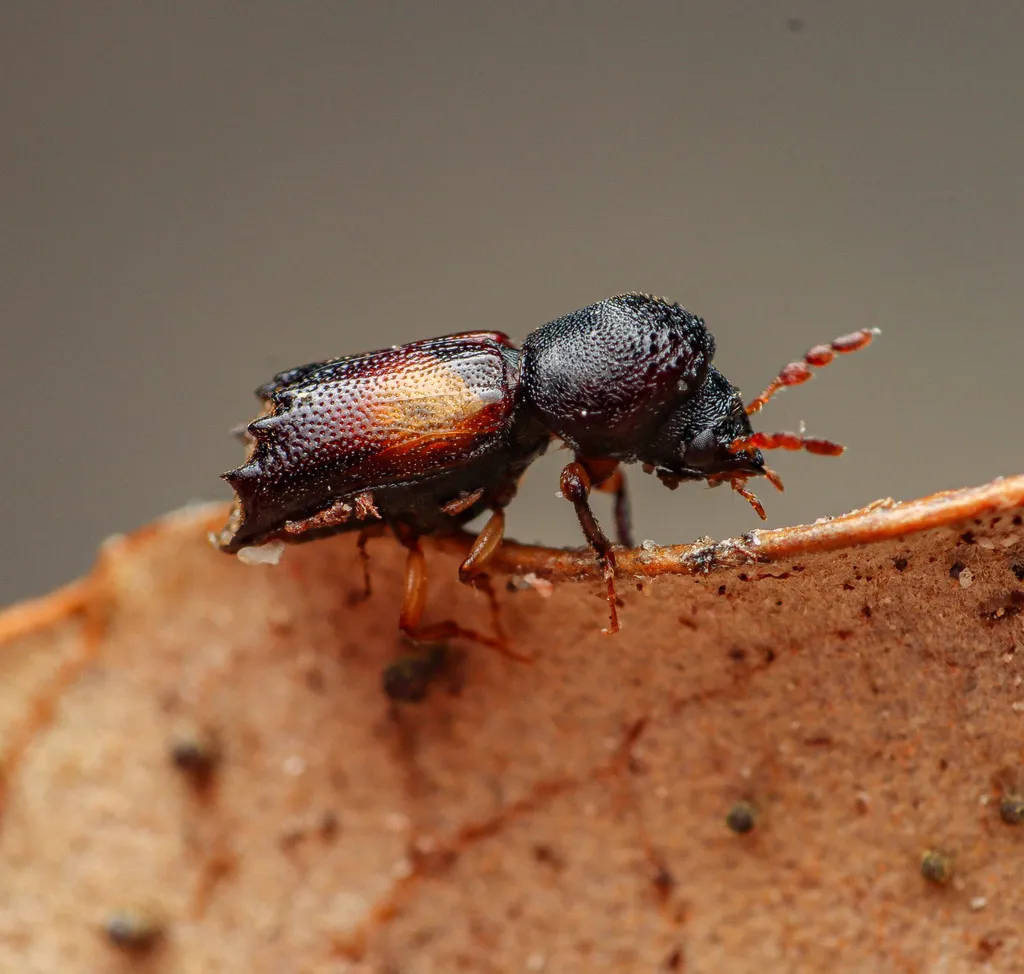 Xylobiops parilis - photo 2