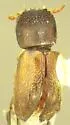 Xylobiops sextuberculatus