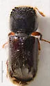 Xylobiops sextuberculatus - photo 2