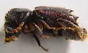 Xylobiops sextuberculatus - photo 3