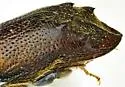 Xylobiops sextuberculatus - photo 4