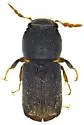 Xylobiops sextuberculatus - photo 5