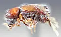 Xyloblaptus prosopidis - photo 3