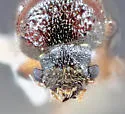 Xyloblaptus prosopidis - photo 4